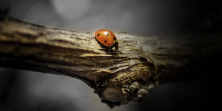 Vine with ladybird